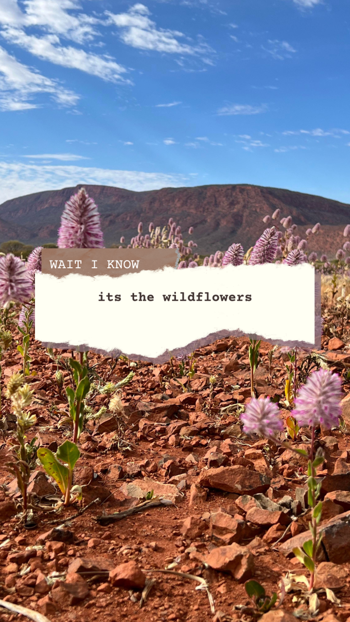 Mulla Mulla Wildflowers at the foot of Mt Augustus Burringurrah Mount Augsutus National Park